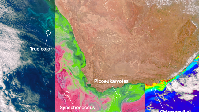 NASA’s PACE satellite’s Ocean Color Instrument (OCI) detects light across a hyperspectral range, which gives scientists new information to differentiate communities of phytoplankton – a unique ability of NASA’s newest Earth-observing satellite. This first image released from OCI identifies two different communities of these microscopic marine organisms in the ocean off the coast of South Africa on Feb. 28, 2024. The central panel of this image shows Synechococcus in pink and picoeukaryotes in green. The lef